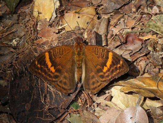 Euriphene leonis male UPS